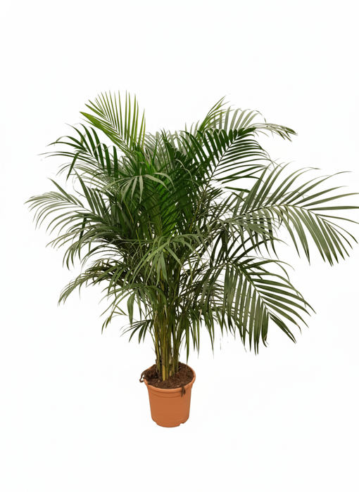 <h4>Areca catechu</h4>