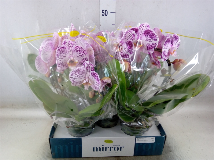 <h4>Phalaenopsis   ...orange</h4>