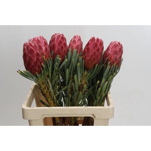 Protea Venus