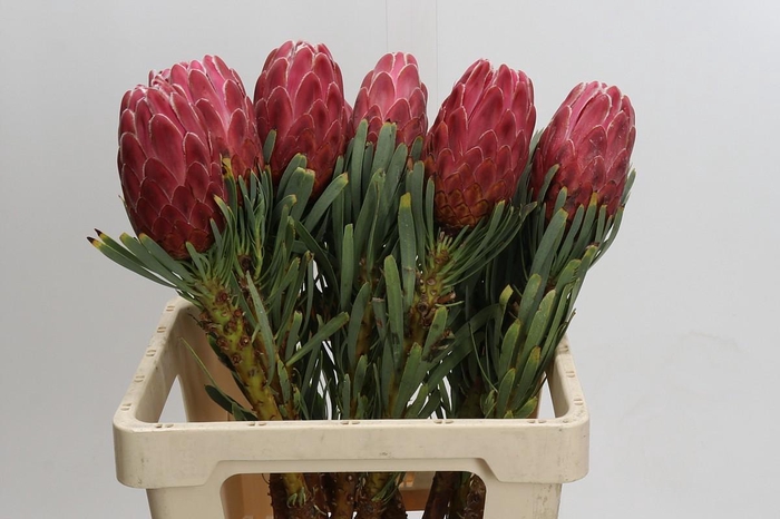<h4>Protea Venus</h4>