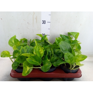 Epipremnum pinn. 'Global Green'