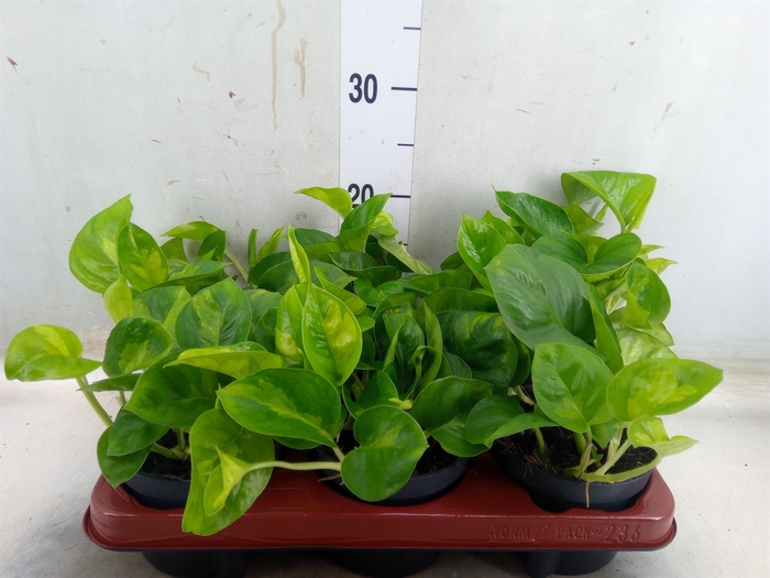 <h4>Epipremnum pinn. 'Global Green'</h4>