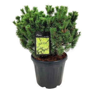 Pinus mugo 'Mumpitz'