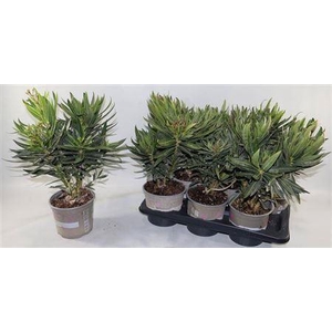 Nerium Oleander 6 Branche
