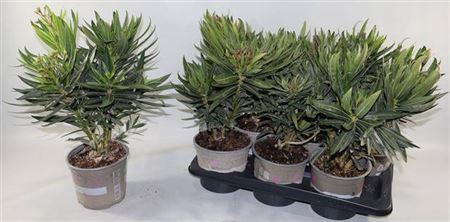 <h4>Nerium Oleander 6 Branche</h4>