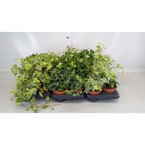 Hedera helix   ...