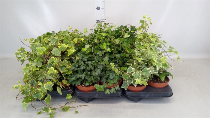 <h4>Hedera helix   ...</h4>