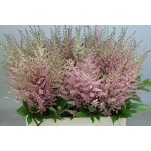 Astilbe Erika