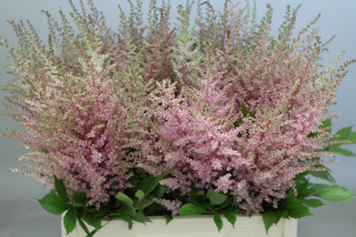 <h4>Astilbe Erika</h4>