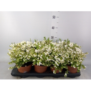Gaultheria   ...white berry