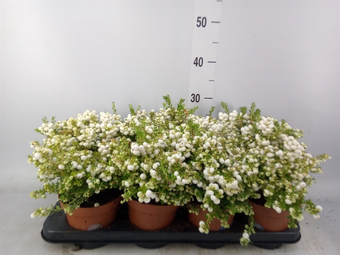 <h4>Gaultheria   ...white berry</h4>