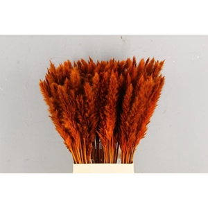 Df Pampas Silvy Orange