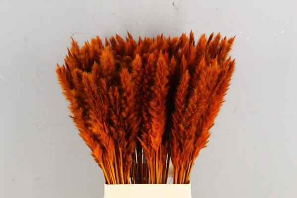<h4>Df Pampas Silvy Orange</h4>