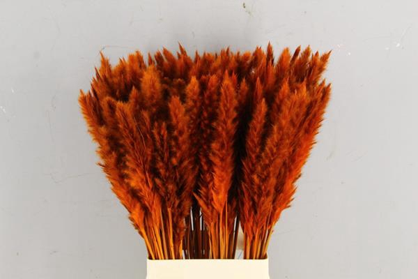 Df Pampas Silvy Orange