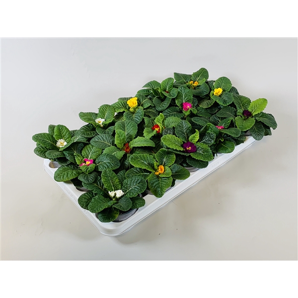 <h4>Primula Acaulis</h4>