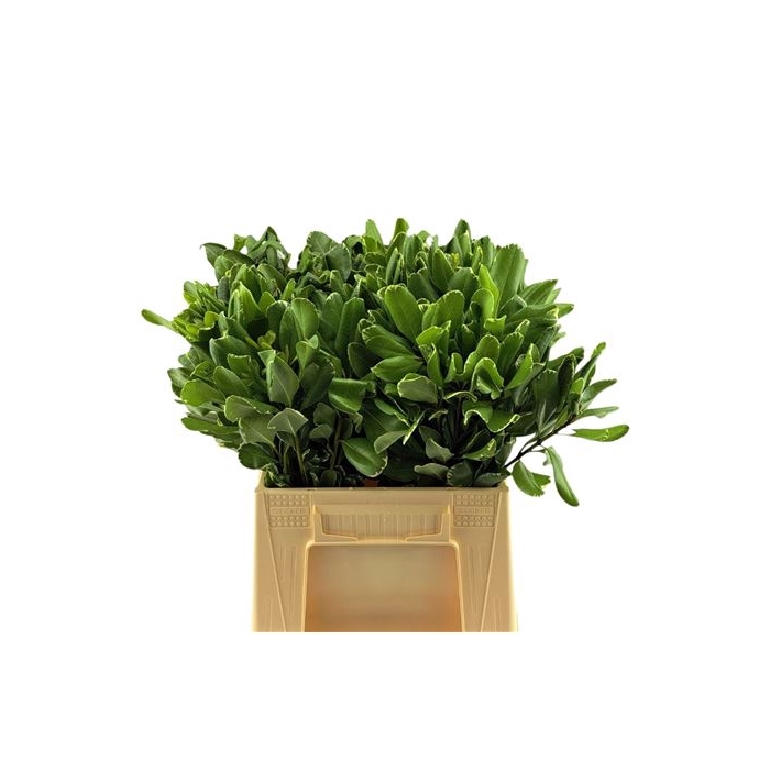 <h4>PITTOSPORUM ILAN 40 CM</h4>