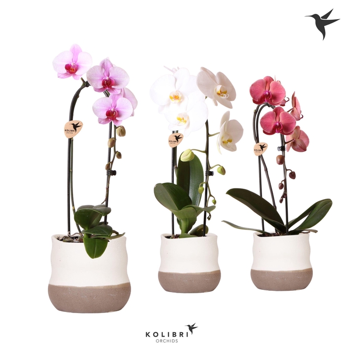 <h4>Kolibri Orchids Cascade Niagara Fall mix 1 spike in Imperfect Bag pot</h4>