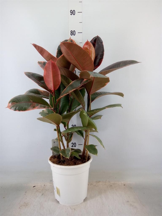 <h4>Ficus   ...</h4>