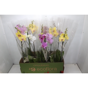 PHALAENOPSIS MIX P12