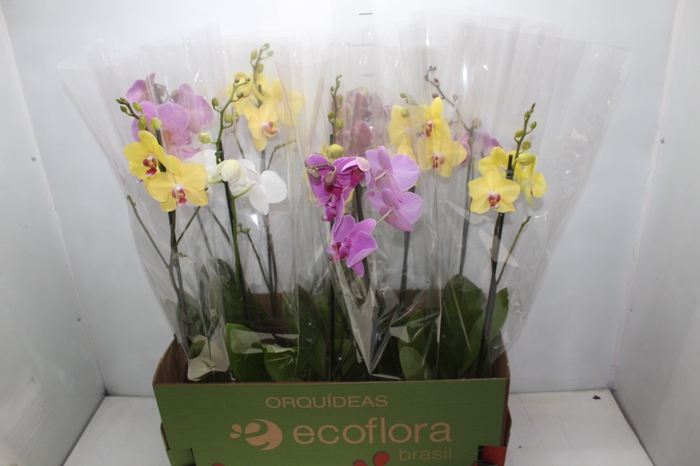 <h4>PHALAENOPSIS MIX P12</h4>