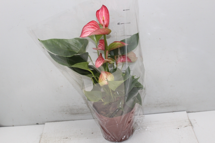 <h4>ANTHURIUM LIVIUM RED P17 BICOLOR</h4>