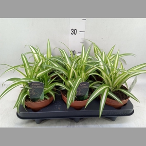 Chlorophytum com. 'Variegatum'