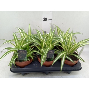 Chlorophytum com. 'Variegatum'