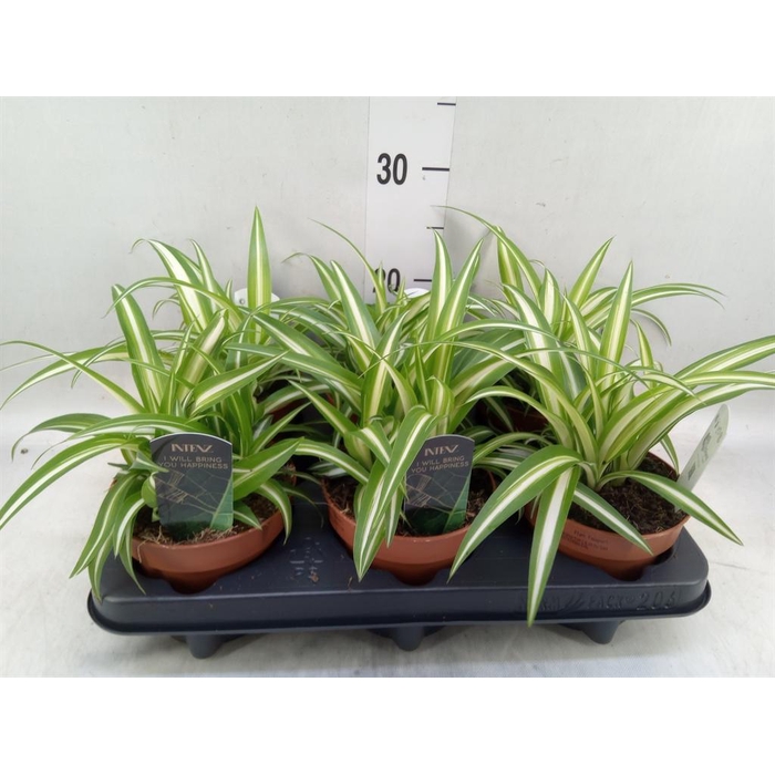<h4>Chlorophytum com. 'Variegatum'</h4>