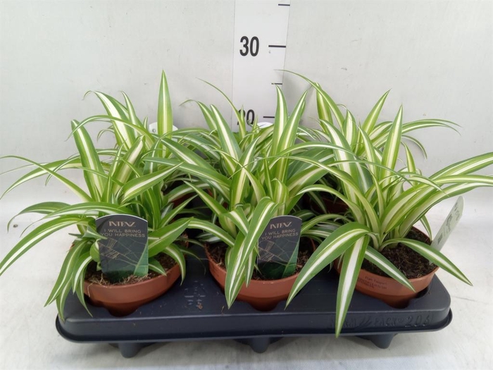 <h4>Chlorophytum com. 'Variegatum'</h4>