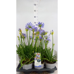Agapanthus   ...