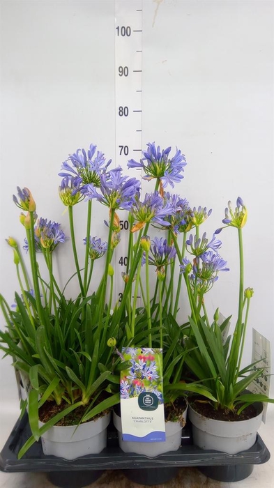 <h4>Agapanthus   ...</h4>