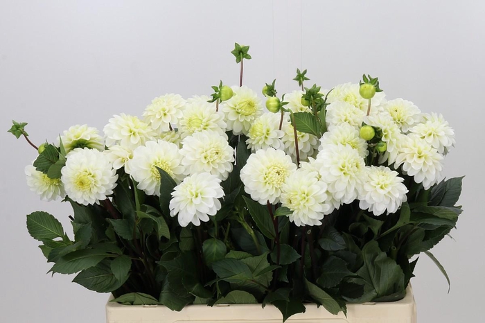 <h4>Dahlia White Isa</h4>