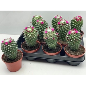 CACTUS BLOEIEND