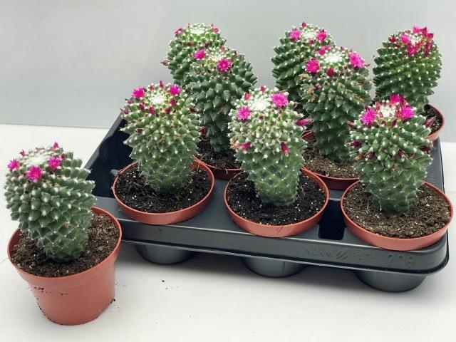 <h4>CACTUS BLOEIEND</h4>