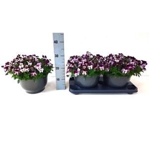 VIO CO VIVAL CHER PE