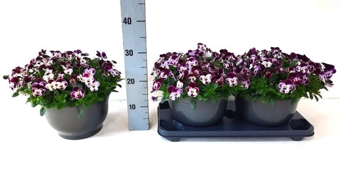 <h4>VIO CO VIVAL CHER PE</h4>