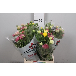 Ran Butterfly Rainbow