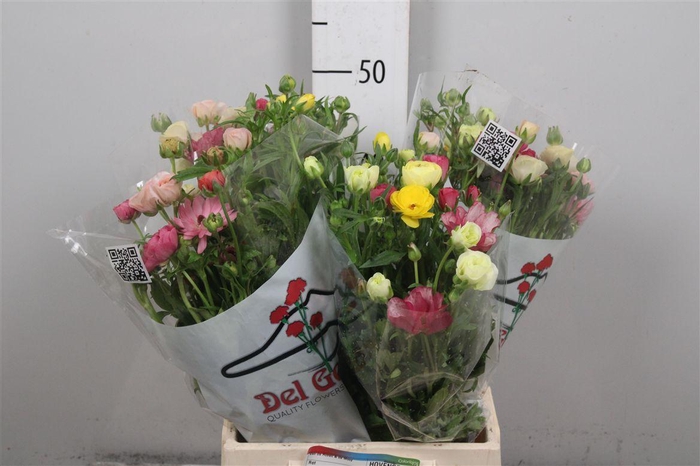 <h4>Ran Butterfly Rainbow</h4>