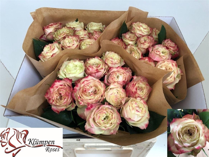 <h4>R Gr Apple Jack</h4>