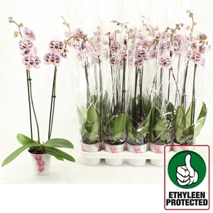 PHAL ANTHURA BLANES