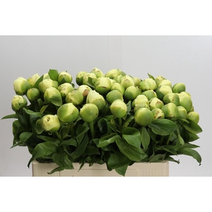 Paeonia Lemon Chiffon