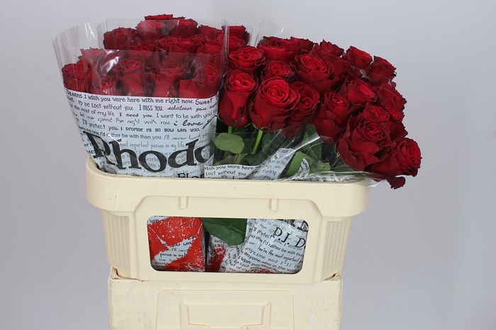 <h4>Rosa Gr Rhodos</h4>