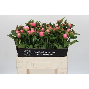 Paeonia Etched Salmon
