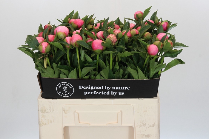 <h4>Paeonia Etched Salmon</h4>