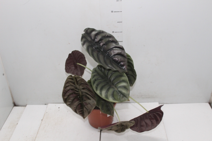 <h4>ALOCASIA CUPREA P17</h4>