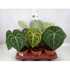 Anthurium clarinervium