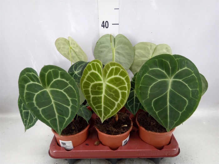 Anthurium clarinervium