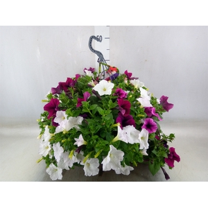 Petunia   ...mix in pot