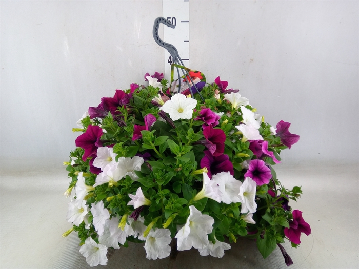 <h4>Petunia   ...mix in pot</h4>