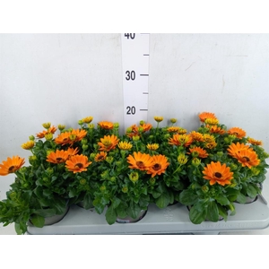 Osteospermum  'Margarita Orang Fla'